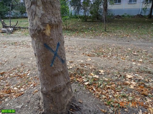 Краснодар. Вырубка на улице Селезнёва