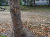 Краснодар. Вырубка на улице Селезнёва