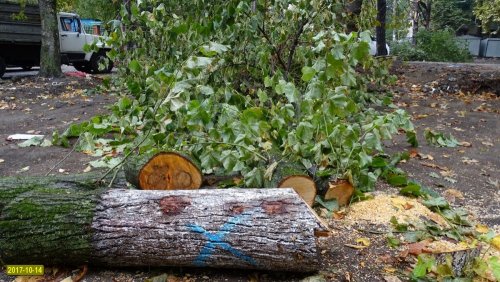 Краснодар. Попытка вырубки на улице Селезнёва