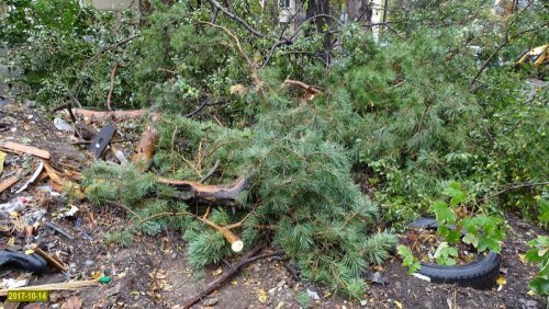 Краснодар. Попытка вырубки на улице Селезнёва