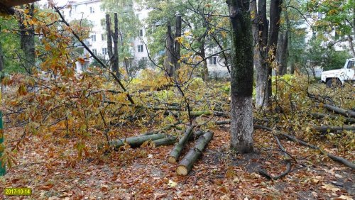 Краснодар. Попытка вырубки на улице Селезнёва
