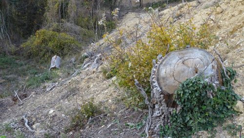 Инспекция участка, самовольно захваченного ООО "Аксис инвестиции" в Геленджике