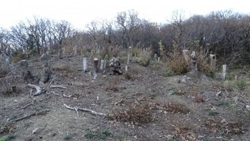 Инспекция участка, самовольно захваченного ООО "Аксис инвестиции" в Геленджике