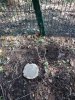 Вдоль забора часто встречаются пни. Вырублены здоровые деревья