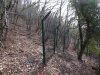 Забор не установлен ещё до конца и обрывается в лесу