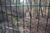 Здоровый и красивый прибрежный лес за забором АО "Аксис инвестиции"