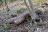 Стволы крупных здоровых деревьев на каждом шагу