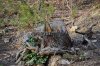 Пни - следы незаконных рубок. На территории они повсюду 