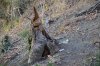 Следы незаконных рубок на территории, которую осваивает АО "Аксис инвестиции"