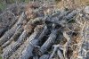 Вся территория усыпана стволами крупных деревьев
