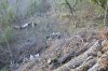 Незаконные рубки - неотемлемый атрибут любого самозахвата леса