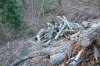 Свалки трупов деревьев повсюду