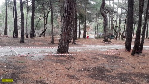 Джанхотский бор. Разметка под площадки, на которых планируется вырубить деревья