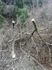 Вырубка краснокнижных деревьев на арендованном Верстуниным участке на Утрише