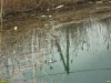 Замор рыбы в Кирпильских лиманах
