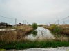 Замор рыбы в Кирпильских лиманах