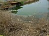 Замор рыбы в Кирпильских лиманах