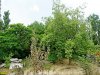 Сквер Тенистый в Краснодаре