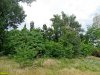 Сквер Тенистый в Краснодаре