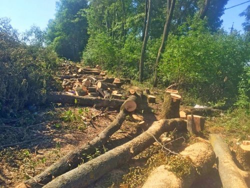 Вырубка лесополосы на хуторе Ленина в Краснодаре