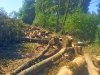 Вырубка лесополосы на хуторе Ленина в Краснодаре