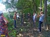 Спил деревьев прекратился