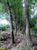 Эти деревья порубщики обещают вырубить в самое ближайшее время