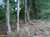 Приговоренные к вырубке деревья