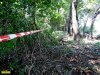 Вырубка лесополосы на хуторе Ленина (Краснодар)