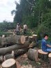 12 июля 2018_Вырубка лесополосы в хуторе Ленина