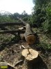 На месте вырубленной лесополосы на хуторе Ленина