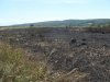 Сгоревшие в результате пожара на свалке частные сенокосы