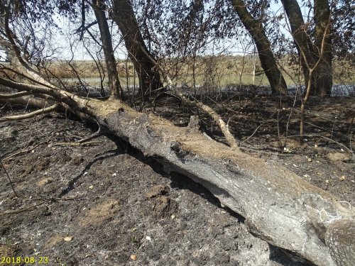 Погибшее от огня дерево