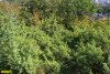 Можжевельник красный на склоне горы Колдун над Мысхако