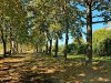 Пока еще не вырубленный участок липовой рощи в Тихорецке