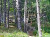 Храпакова щель. Недостроенный арендатором посёлок в реликтовом сосновом лесу