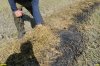 Как на Кубани выжигают рисовую солому