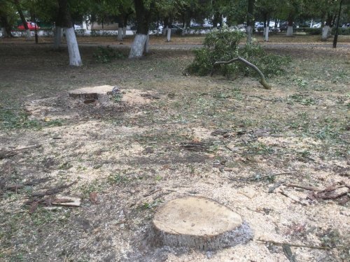 Всё, что осталось от здоровых деревьев