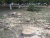 Всё, что осталось от здоровых деревьев