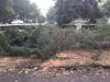 Туи оказались на пути новой плиточной дорожки