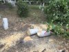 Останки здоровых деревьев