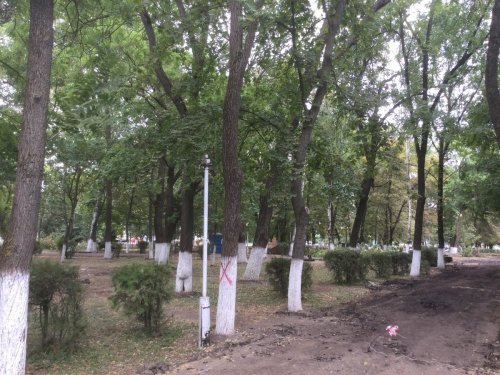 Эти деревья уже срублены