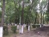 Эти деревья уже срублены