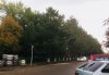 Этот ряд сосен вырубили ради автостоянки