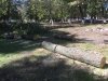 Ясени были на пути новых тропинок из плиточек