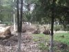 Были ясени - будет новая дорожка из плиток