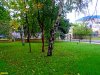 Деревья внутри зеленой зоны
