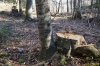 Пни от спиленных буков