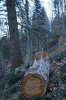Вырубки в пихтово-буковом лесу под Ивановой поляной (Мезмай)