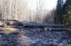 Лес под Ивановой поляной стал деловой древесиной